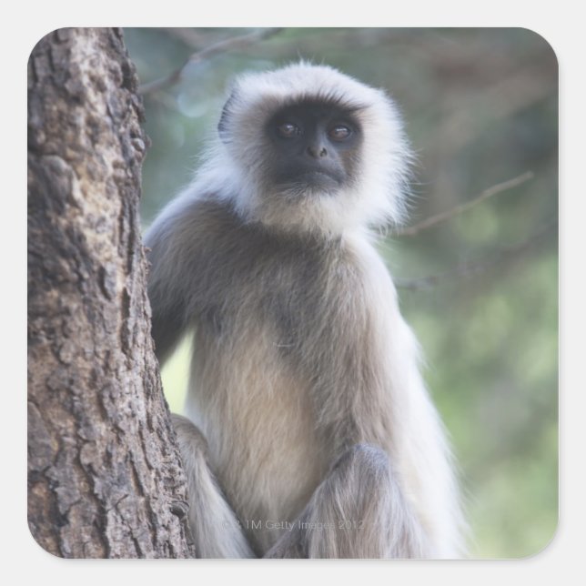 Graue oder gewöhnliche oder Hanuman-Langur Quadratischer Aufkleber (Vorderseite)