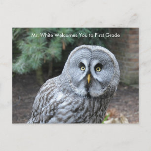 Graue Owl Welcome Students Custom Postcard Postkarte