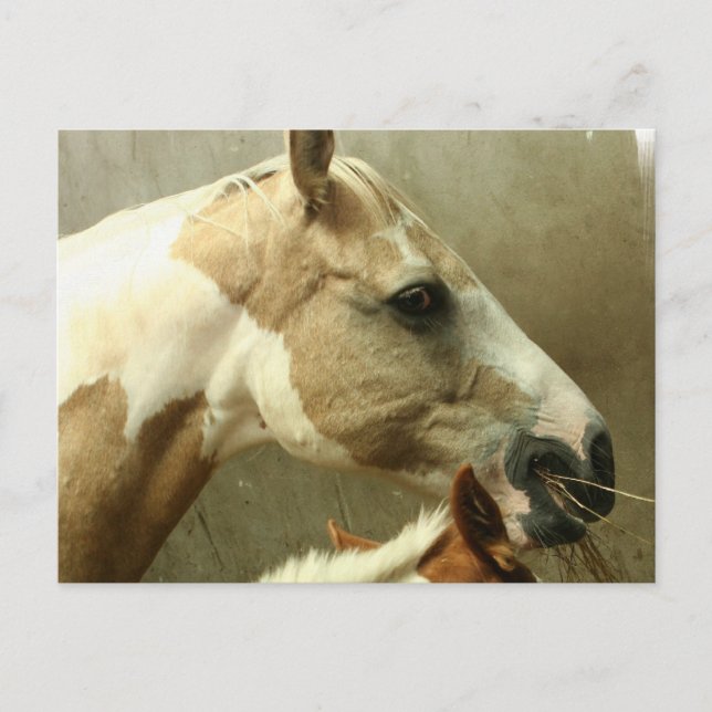 Graue Pferdepostkarte Postkarte (Vorderseite)