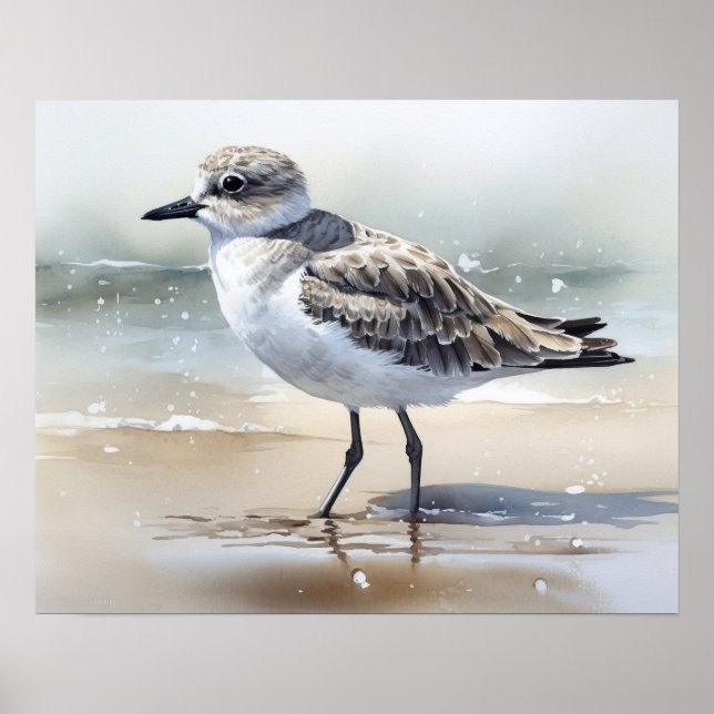 Graue Plover Bird Art Print Poster (Vorne)