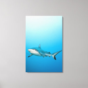 Graue Rifhaifische (Carcharhinus amblyrhnchos) Leinwanddruck