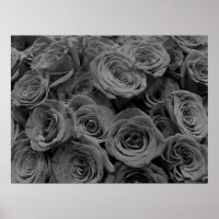 Graue Rose, graues Foto