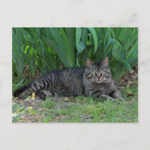 Graue Tabby-Katze von Irises Postkarte