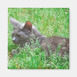 Graue Tortie Katze Magnet