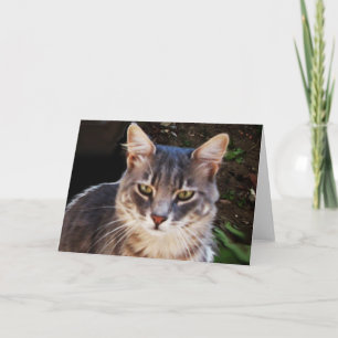 GRAUE TÜRKISCHE KATZE PORTRAIT KARTE