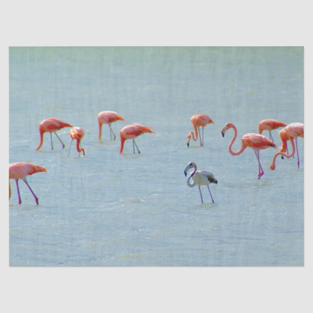 Graue und rosa Flamingomenge im See Seidenpapier (Vorderseite)