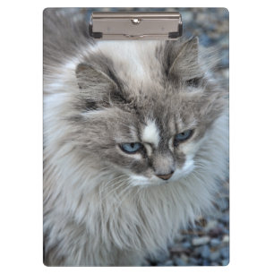 Graue und weiße flockige Katze Klemmbrett
