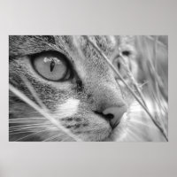 graue und weiße Katze auf einem Grün