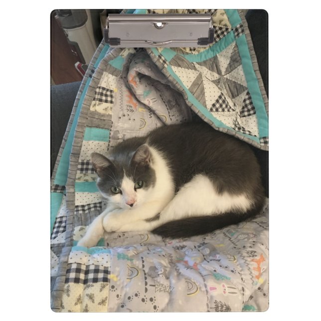 Graue und weiße Katze Klemmbrett (Vorderseite)