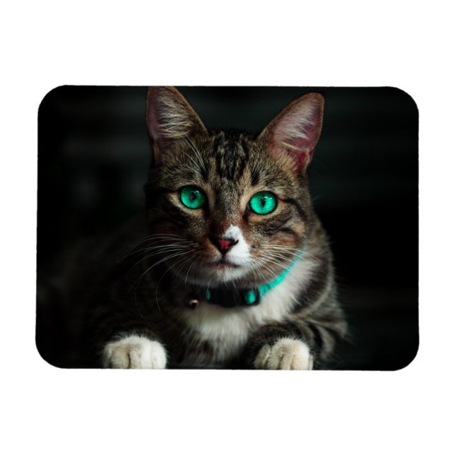 Graue und weiße Katze mit blauen Augen und Matchin Magnet (Horizontal)