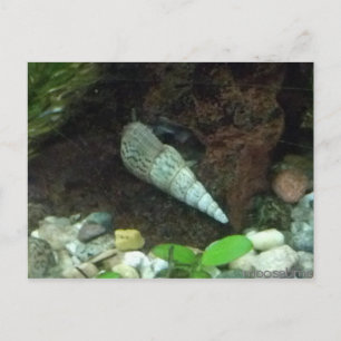 Graue und weiße Schneckenkarte Postkarte