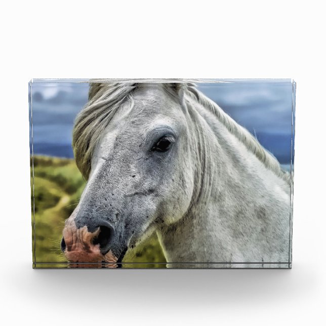 Graue/weiße Pferde Nah Fotoblock (Vorderseite)