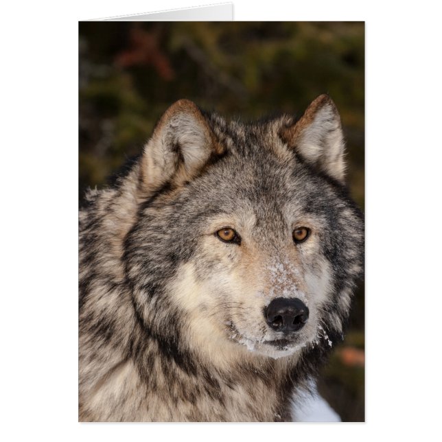 Graue Wolf Note Card (Vorne)
