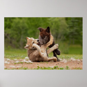 Graue Wolf Pups Wresting Poster