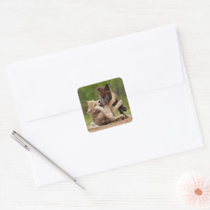 Graue Wolf Welpen Ringen Quadratischer Aufkleber