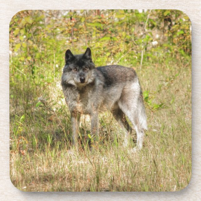 Graue Wolf & Wilderness Foto Geschenke Getränkeuntersetzer (Vorderseite)