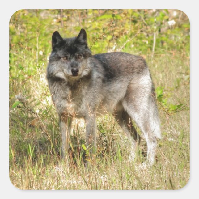 Graue Wolf & Wilderness Foto Geschenke Quadratischer Aufkleber (Vorderseite)