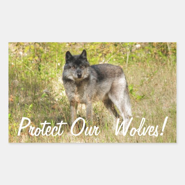 Graue Wolf & Wilderness Foto Geschenke Rechteckiger Aufkleber (Vorderseite)