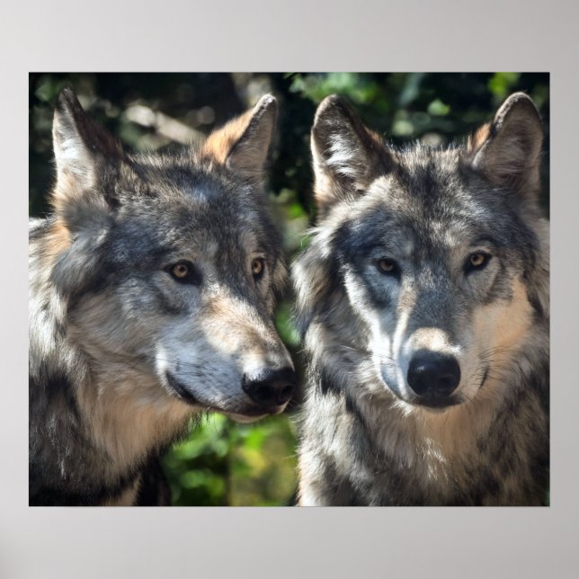 Graue Wölfe in der Wildnis Poster (Vorne)