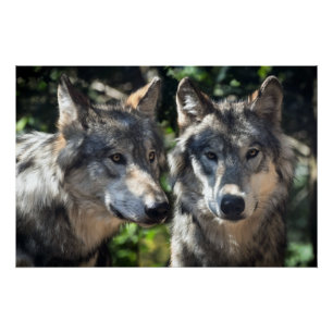 Graue Wölfe in der Wildnis Poster