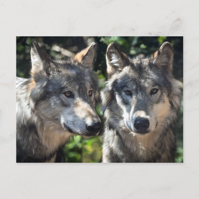 Graue Wölfe in der Wildnis Postkarte (Vorderseite)