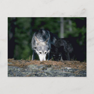 Graue Wölfe-Sommer-Mama mit (schwarzer) Püree Postkarte
