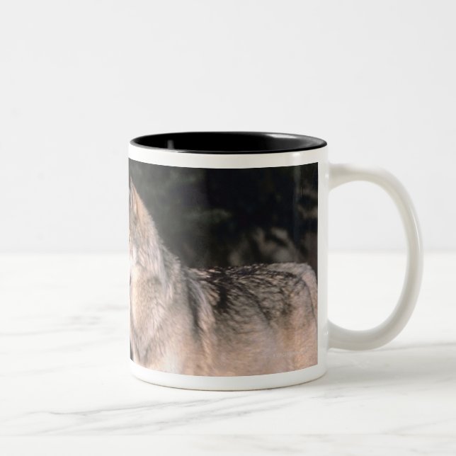Graue Wölfe Zweifarbige Tasse (Rechts)