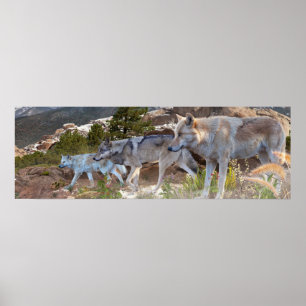 Graue Wolves Familienreise Poster