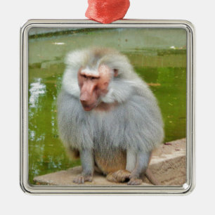 Grauer Affe, Ape Macaque, Natur, Tierwelt Silbernes Ornament