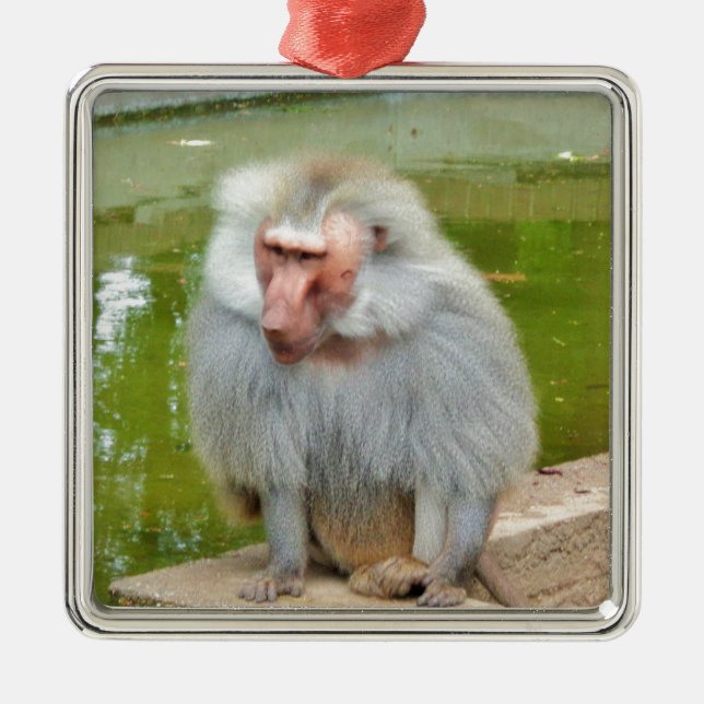 Grauer Affe, Ape Macaque, Natur, Tierwelt Silbernes Ornament (Vorne)