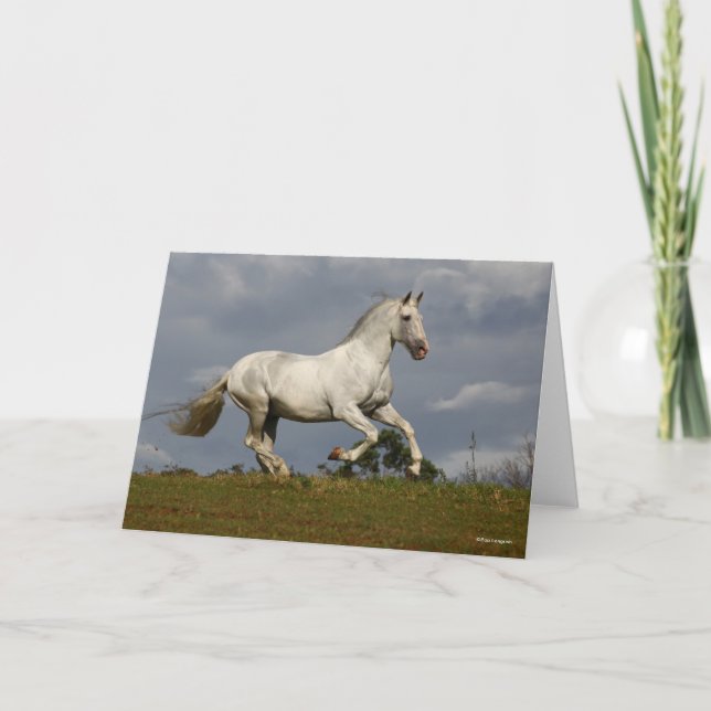 Grauer andalusischer Stallion gegen Sky Karte (Vorderseite)