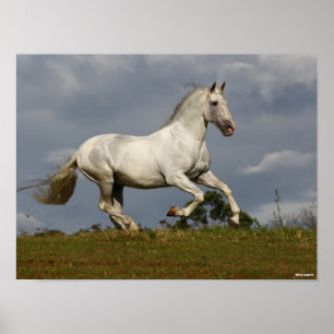 Grauer andalusischer Stallion gegen Sky Poster
