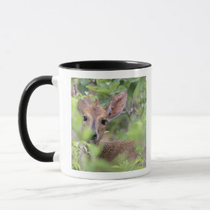 Grauer Duiker (Sylvicapra grimmia) herein Tasse