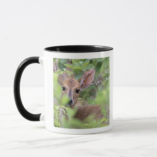 Grauer Duiker (Sylvicapra grimmia) herein Tasse (Links)