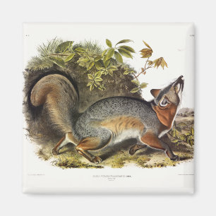Grauer Fox / Grauer Fox Audubon's American Quadrup Magnet
