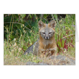 Grauer Fox-Karte