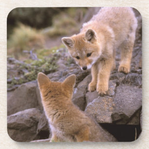 Grauer Fox (Lycalopex griseus) Getränkeuntersetzer