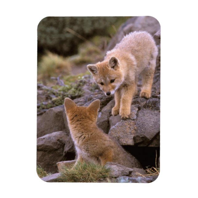 Grauer Fox (Lycalopex griseus) Magnet (Vertikal)