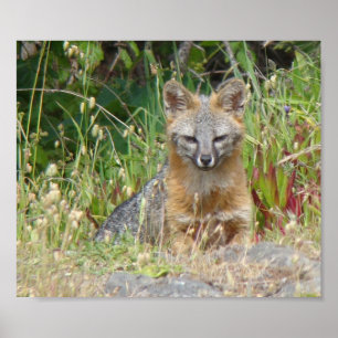 Grauer Fox-Plakat Poster