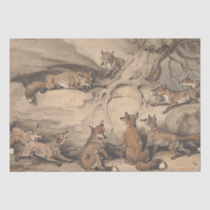 Grauer Fuchs (Canis Virginianus) Seidenpapier