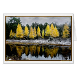 Grauer Himmel über Tamarack Bog