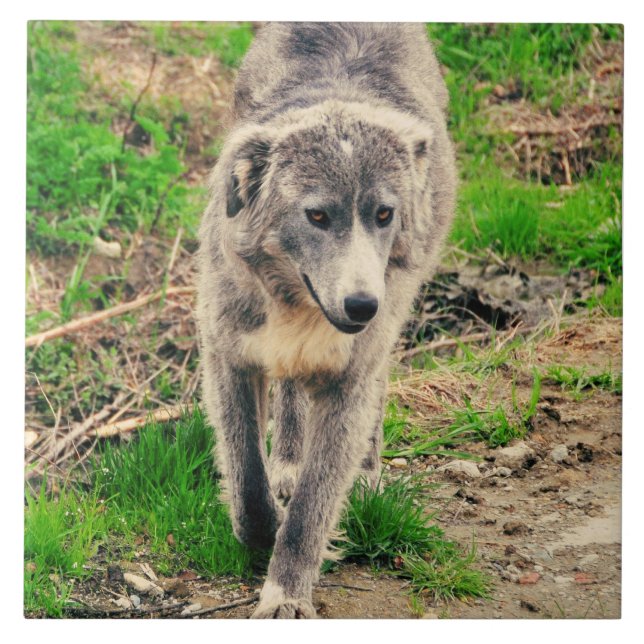 Grauer Hund Fliese (Vorderseite)