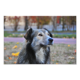 Grauer Hund Fotodruck