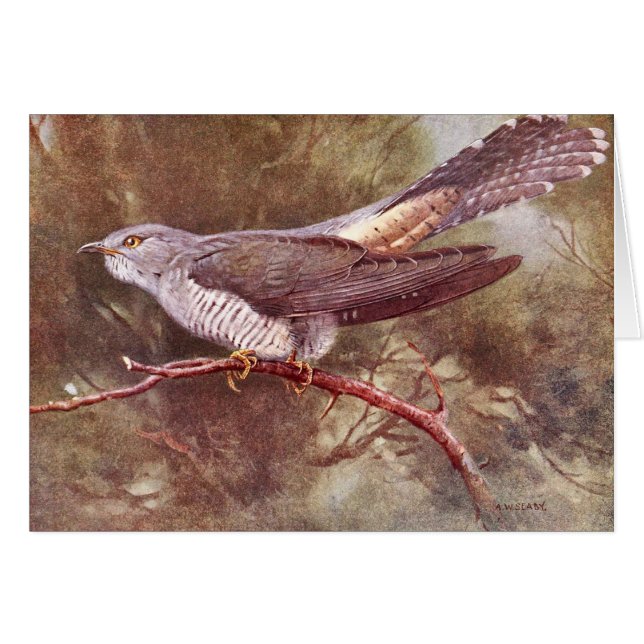 Grauer Kuckuck-Vintage Illustration (Vorderseite (Horizontal))