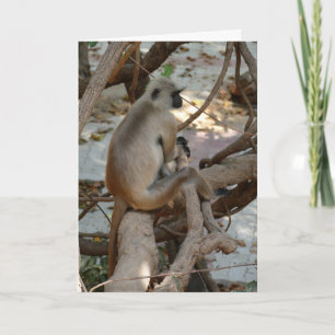 Grauer Langur - Eine Pause einlegen Karte