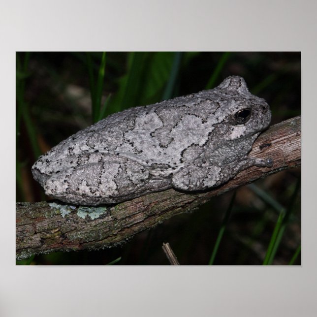 Grauer Laubfrosch Poster (Vorne)