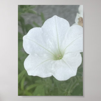 grauer oder weißer floraler Poter Poster