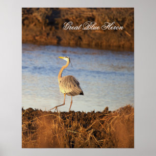 Grauer Reiher Foto Poster