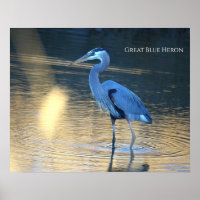Grauer Reiher Foto Poster