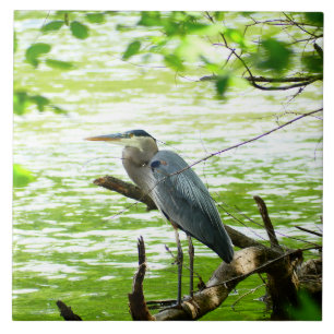 Grauer Reiher Frühjahrsfluss Wald Natur Fliese